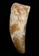 Thick Inch Carcharodontosaurus Tooth #4204-1